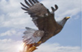 Eagle Bronze Online Store